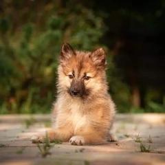Nenet Herding Laika and Yakutian Laika Puppies from Mystic Winds Kennel