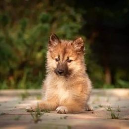 Nenet Herding Laika and Yakutian Laika Puppies from Mystic Winds Kennel