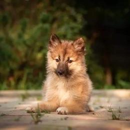 Nenet Herding Laika and Yakutian Laika Puppies from Mystic Winds Kennel