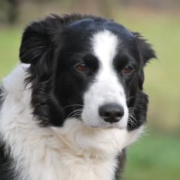 Tali - English Shepherd