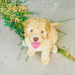 Lagotto Romagnolo Puppies from Lagotti di Mesilla