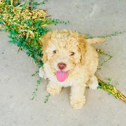 Lagotto Romagnolo Puppies from Lagotti di Mesilla