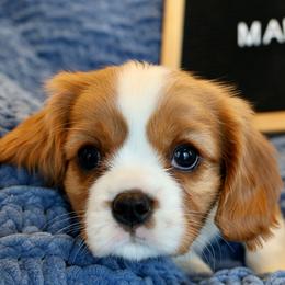 Maple - Cavalier King Charles Spaniel puppy from Bella Notte Cavaliers