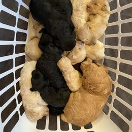 Goldendoodle Puppies from Linganore Creek Doodles