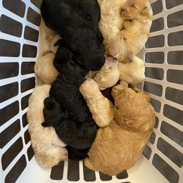 Goldendoodle Puppies from Linganore Creek Doodles