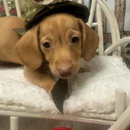 RUBY - Red female Dachshund puppy in Polo, Missouri from Blue Tails Farm