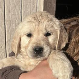Moonracer-dark pink collar - Light golden female Golden Retriever puppy in Colorado Springs, Colorado from Sharp Guardians and Goldens