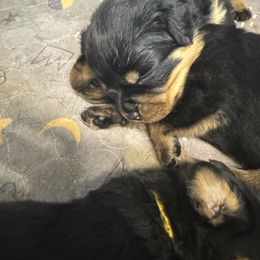 Puppy 6 - Black and mahogany female Rottweiler puppy in Arizona from TRK Rottweilers