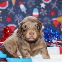 Sage - Dapple female Dachshund puppy in Staley, North Carolina from Langley Farms Dachshunds