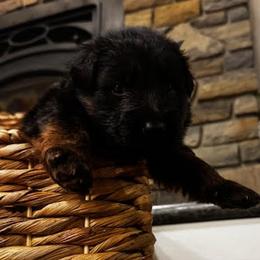 Borys - Black and red male German Shepherd puppy in Snohomish, Washington from Wataha Shepherds