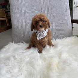 Zuka - Red  female Goldendoodle puppy in Davie, Florida from Daviegoldendoodles