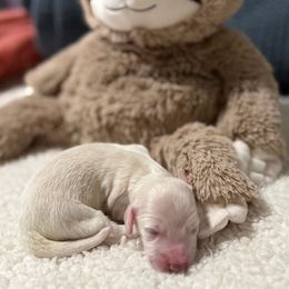 Piebald ee - Cream female Dachshund puppy in Crestview, Florida from Neverending Dachies