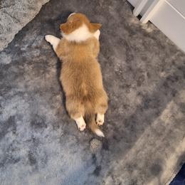 Pembroke Welsh Corgi Puppies from Rhone River Farm Pembroke Welsh Corgis