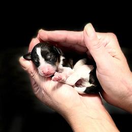 Neo - Tri-color male Cavapoo puppy in Spokane, Washington from Treasured Cavaliers of the Pacific Northwest