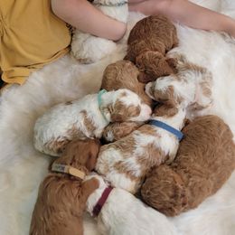 Poodles from Tales Of Joy