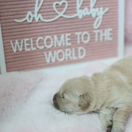 Aurora (Show line puppy) - Golden female Golden Retriever puppy in Lemoore, California from UnrivaledGoldens