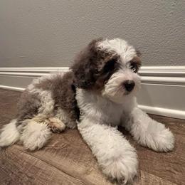 Theo - Merle female Bernedoodle puppy in Los Angeles, California from Bernied00dle Love