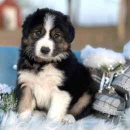 Solstice - Black and white male Border Collie puppy in Conway, Missouri from 2J 2K Border Collies | Maremma Sheepdogs