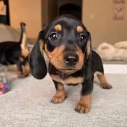 Dachshund Puppies from Carranza Puppy Farm