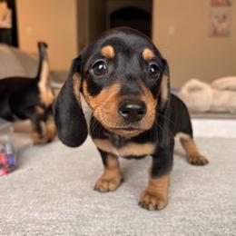 Dachshund Puppies from Carranza Puppy Farm