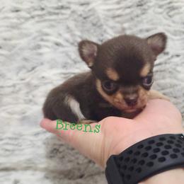 Boy 2 - Chocolate and tan male Chihuahua puppy in Richmond, Virginia from Breens