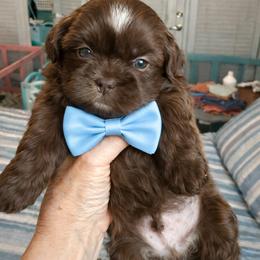 Chevy - Chocolate male Shih Tzu puppy in Tallahassee, Florida from Bows and Bow Ties