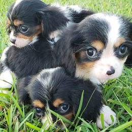 Cavalier King Charles Spaniels from Euclyptus Estates