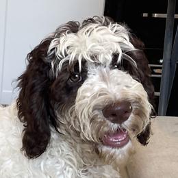 Blaze - Chocolate male Goldendoodle puppy in Sugarcreek, Ohio from True Hearted Doodles