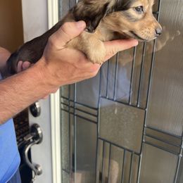 Dachshund Puppies from Loveland Doxies