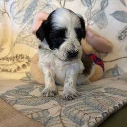 Eloise - Black female Miniature Schnauzer puppy in Hemet, California from Journee Home Mini Schnauzers
