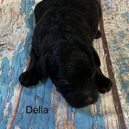 Della - Black and white female Aussiedoodle puppy in Lebanon, Missouri from Cobbs Creek Canines