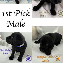 First Pick Male - Black male Labrador Retriever puppy in Greater Houston Area, Texas from Coram Deo Retrievers