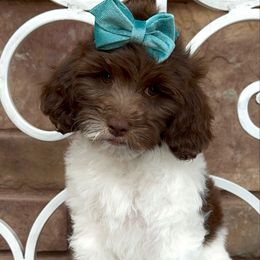 Cove - Brown female Cavapoo puppy in Central, Arizona from Desert Valley Doodles