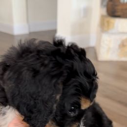 Bernedoodle and Goldendoodle Puppies from Central Texas Doodles