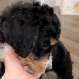 Bernedoodle and Goldendoodle Puppies from Central Texas Doodles