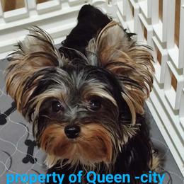 Blaze - Yorkshire Terrier