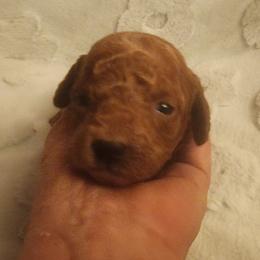 Hot Pink girl - Apricot female Goldendoodle puppy in Los Molinos Ca, California from Sunshine Sanctuary Doodles