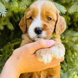 Biggie (smalls) - Apricot Australian Labradoodle puppy in Washington from Primrose Australian Labradoodles