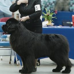 Newfoundland puppies from Faithful Acres Newfs