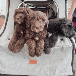 Bernedoodle, Goldendoodle, and Sheepadoodle Puppies from High Desert Doodles