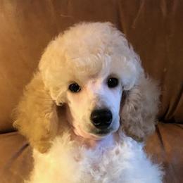 Poodle Puppies from Eaglehill-South Miniature Poodles