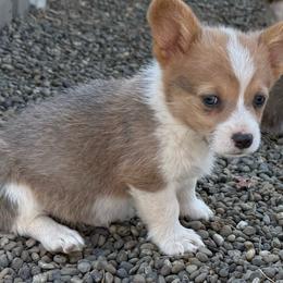 Reese- Bluie Sable - Sable male Pembroke Welsh Corgi puppy in Aberdeen, Washington from Coastal country Farms