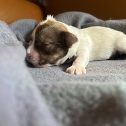 Spot - White male Havanese puppy in Starr, South Carolina from Home with Havanese