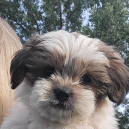 Boy 1 - Brindle and white male Mal-Shi puppy in Mundelein, Illinois from FurEver Friends Designer Breeds