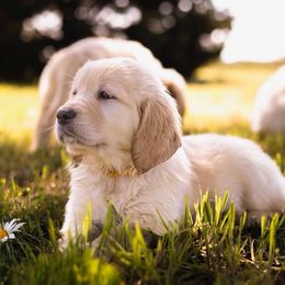 Golden Retriever puppies from Golden Retriever Street