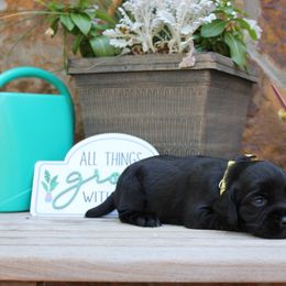 Yellow Collar - Black female English Cocker Spaniel puppy in Ohatchee, Alabama from Otter Creek Kennels