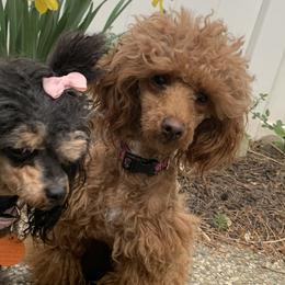 Ruby - Poodle