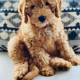 Goldendoodle Puppies from Rockin R Doodles