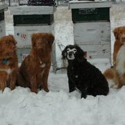 Boykin Spaniels and Nova Scotia Duck Tolling Retrievers from Beekauz Kennel