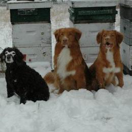 Boykin Spaniels and Nova Scotia Duck Tolling Retrievers from Beekauz Kennel